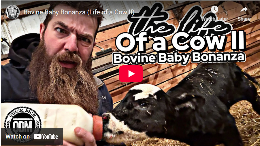 Quick Dick McDick: Bovine Baby Bonanza (Life of a Cow, Part 2)